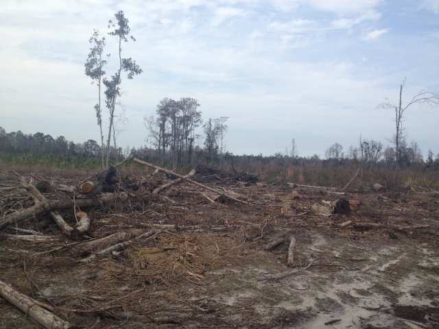 This is an amazing 10 acres clear cut right in the middle of a hardwood swamp!